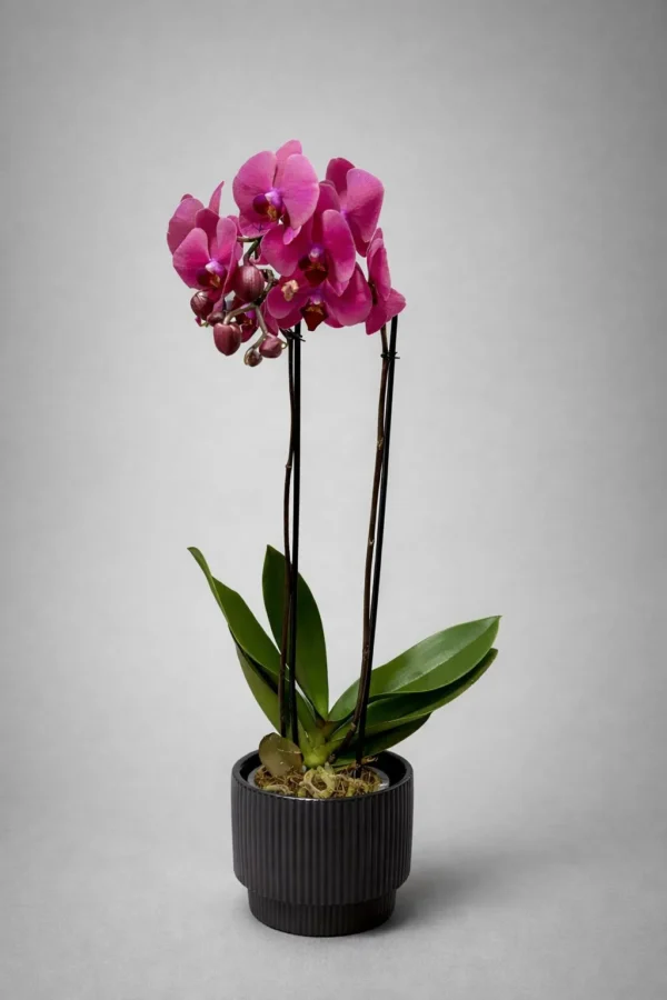 WhatsApp Image 2026-01-18 at 6.09.19 PM (1) Encanto violeta