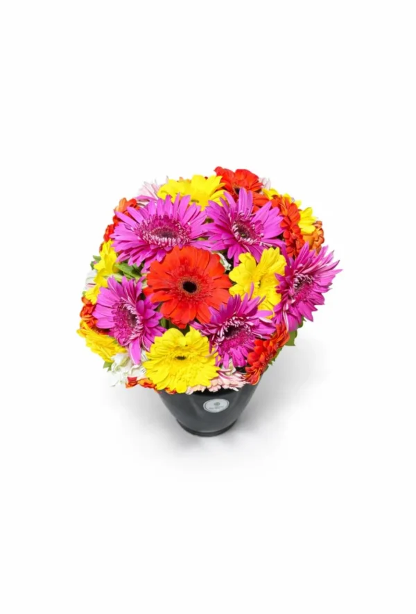 WhatsApp Image 2026-02-08 at 7.19.52 PM Abrazo floral (30 gerberas)