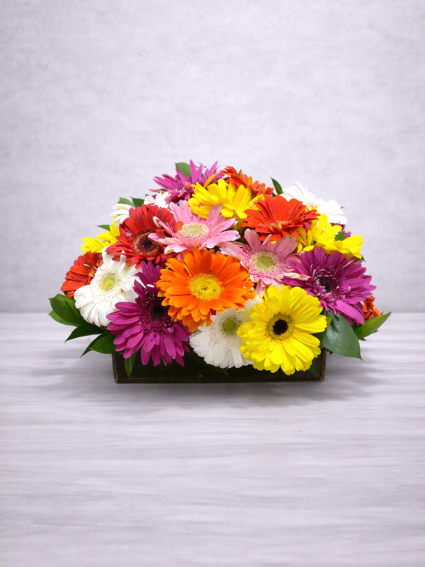 Cumpleaños perfecto (24 gerberas)