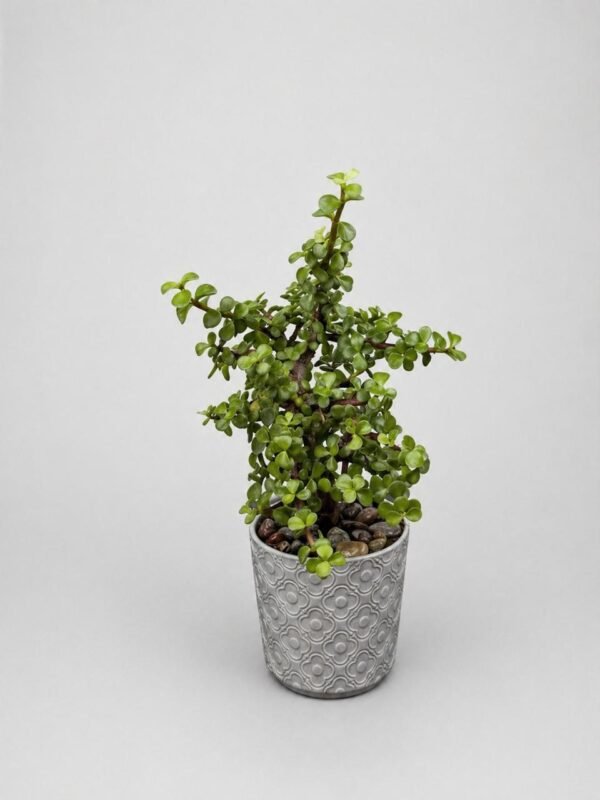 Planta árbol abundancia