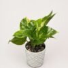 Planta teléfono