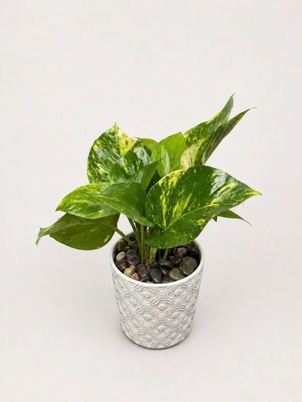 Planta teléfono