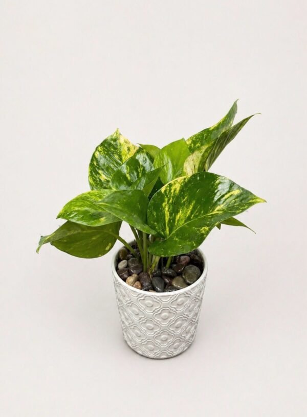 Planta teléfono